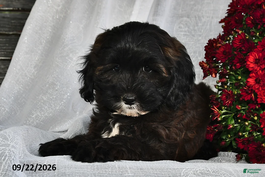 Shihpoo dogs for sale: Marbles  - Ad 2