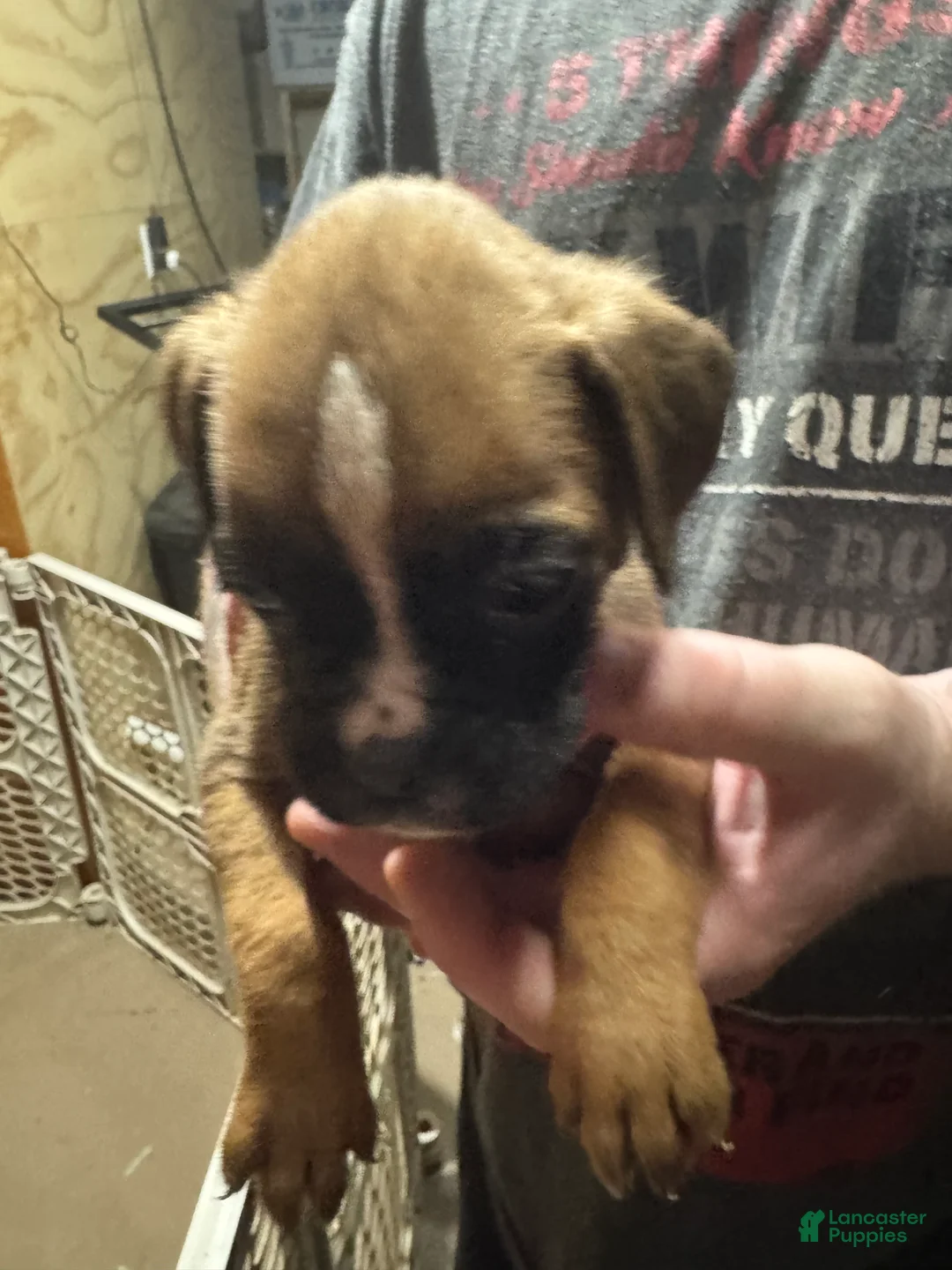 Boxer dogs for sale: Kona - Ad 2