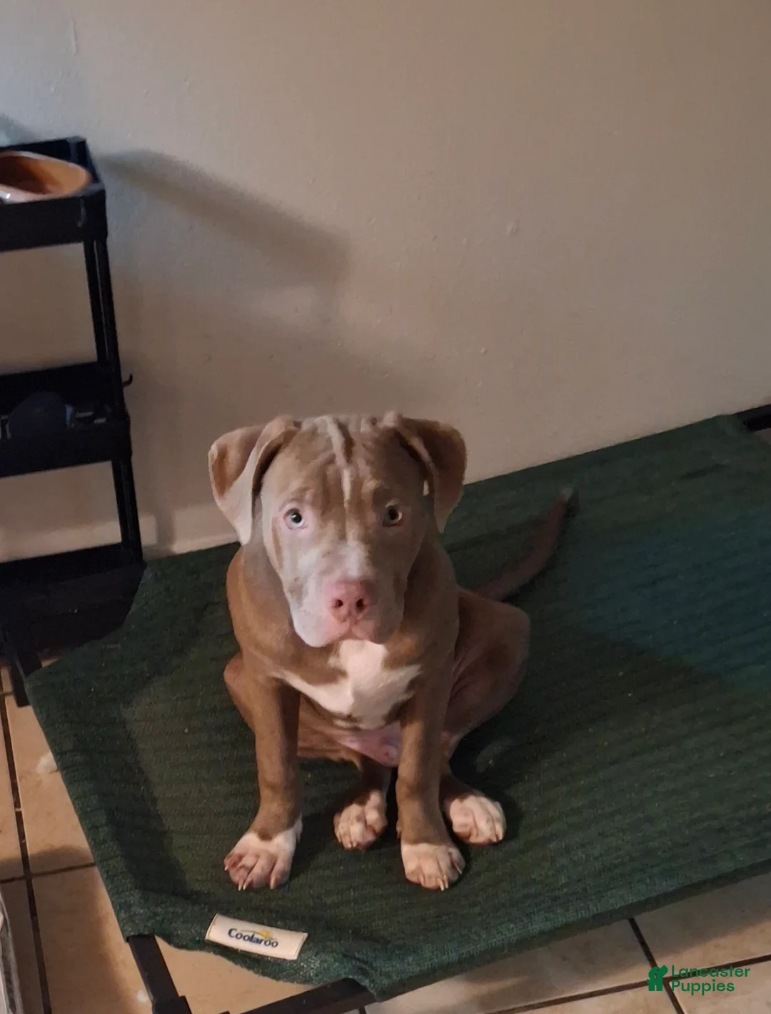 Mixed Breed dogs for sale: Mixed Breed Puppy 3 - Ad 2