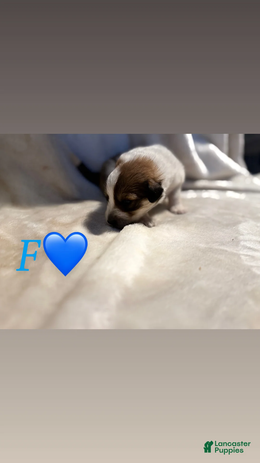 Mixed Breed dogs for sale: F! - Ad 2