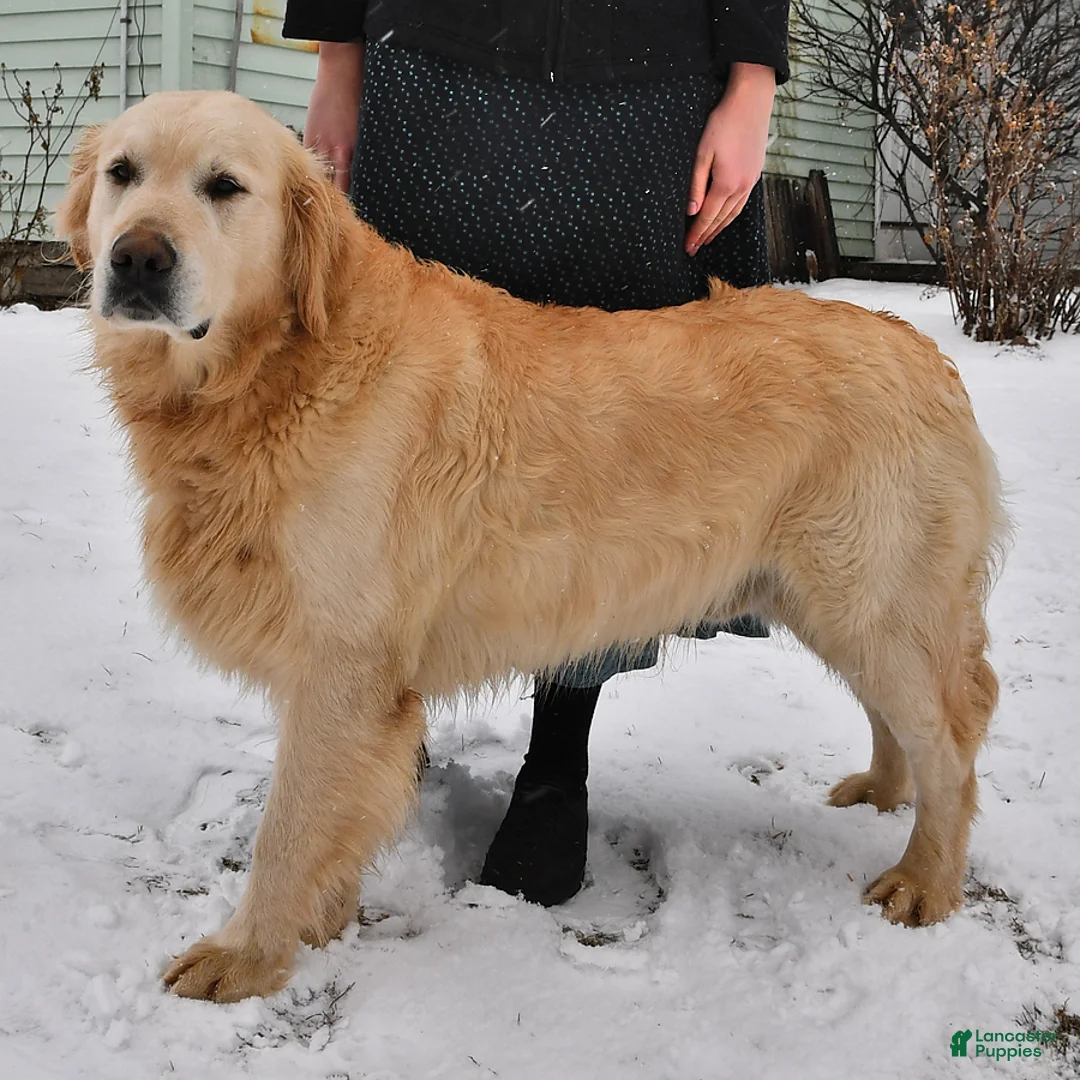 Golden Retriever dogs for sale: Heartdrop - Ad 4