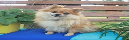 Pomeranian dogs for sale: Sunshine - Ad 6