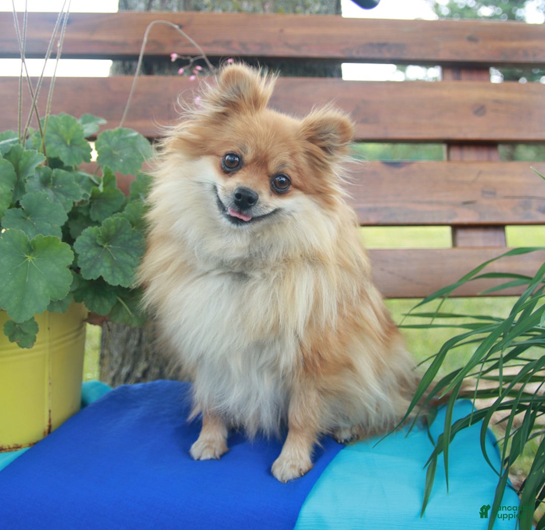 Pomeranian dogs for sale: Sunshine - Ad 6