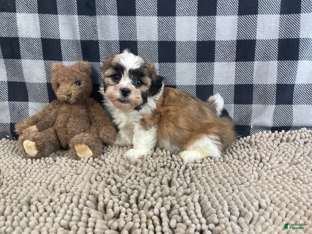 Teddy Bear dogs for sale: Jacob - Ad 4