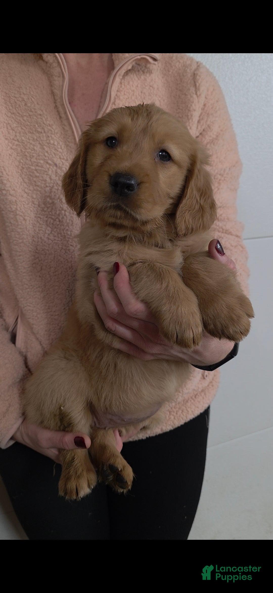 Golden Retriever dogs Brownie - Ad 5