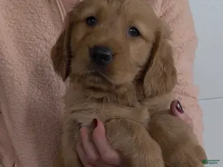 Golden Retriever dogs Brownie - Ad 5