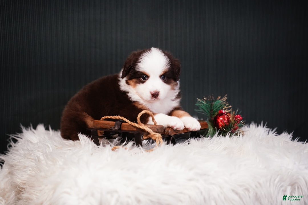 Miniature Australian Shepherd dogs for sale: Dean - Ad 3
