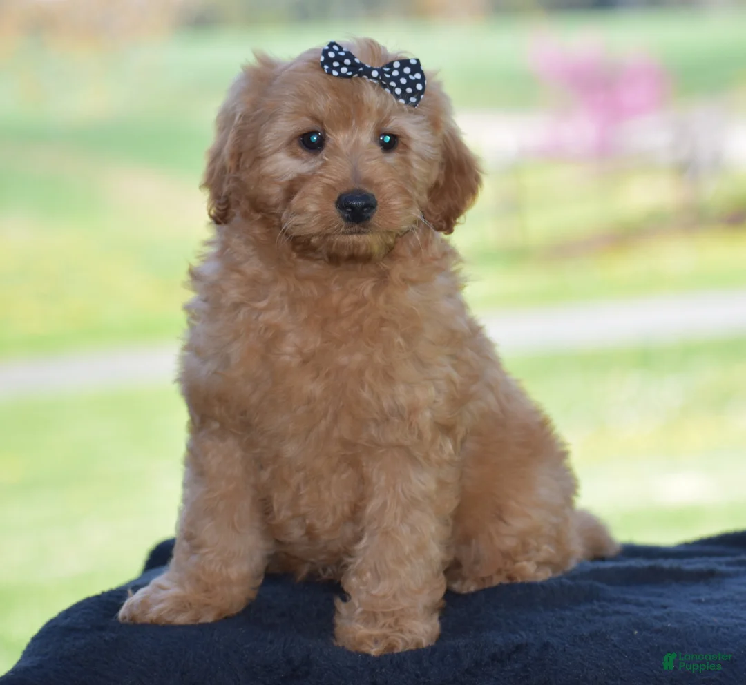 Mini Goldendoodle dogs for sale: Waden - Ad 2