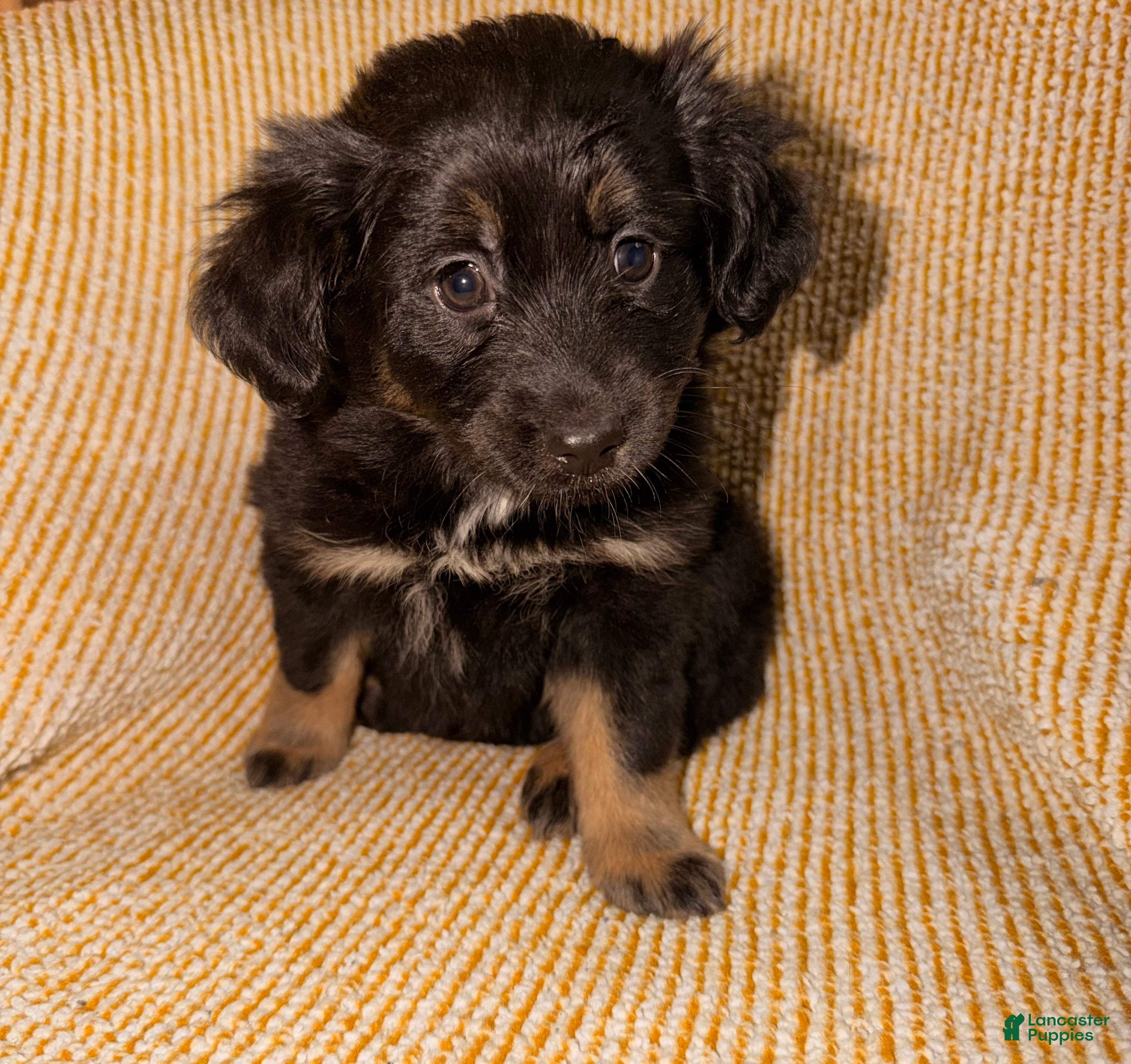Miniature Australian Shepherd dogs Miniature Australian Shepherd Puppy 4 - Ad 11