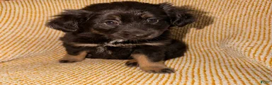 Miniature Australian Shepherd Puppy 4