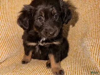 Miniature Australian Shepherd dogs Miniature Australian Shepherd Puppy 4 - Ad 11