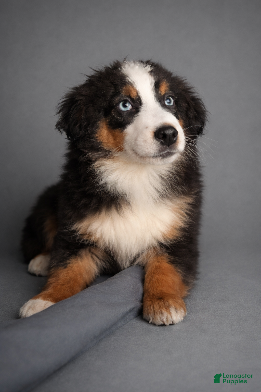 Miniature Australian Shepherd dogs Miniature Australian Shepherd Puppy 1 - Ad 30