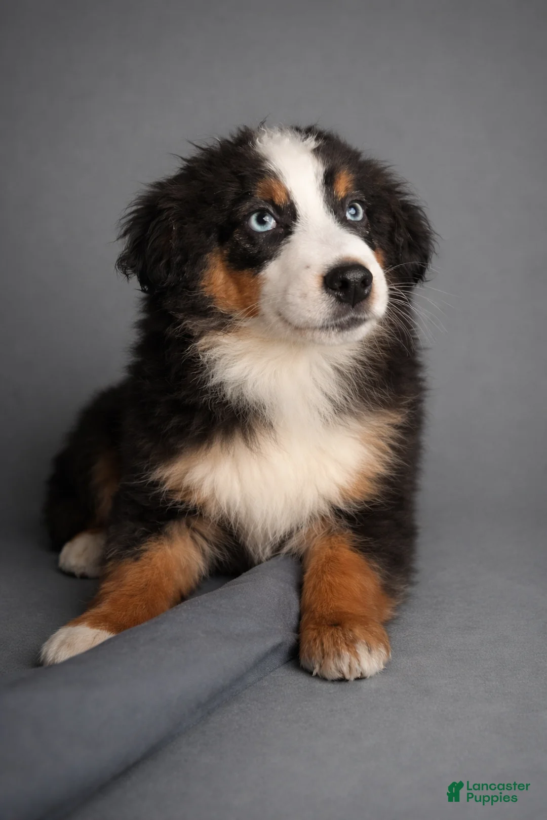 Miniature Australian Shepherd dogs for sale: Miniature Australian Shepherd Puppy 1 - Ad 1