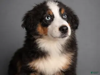 Miniature Australian Shepherd dogs Miniature Australian Shepherd Puppy 1 - Ad 30