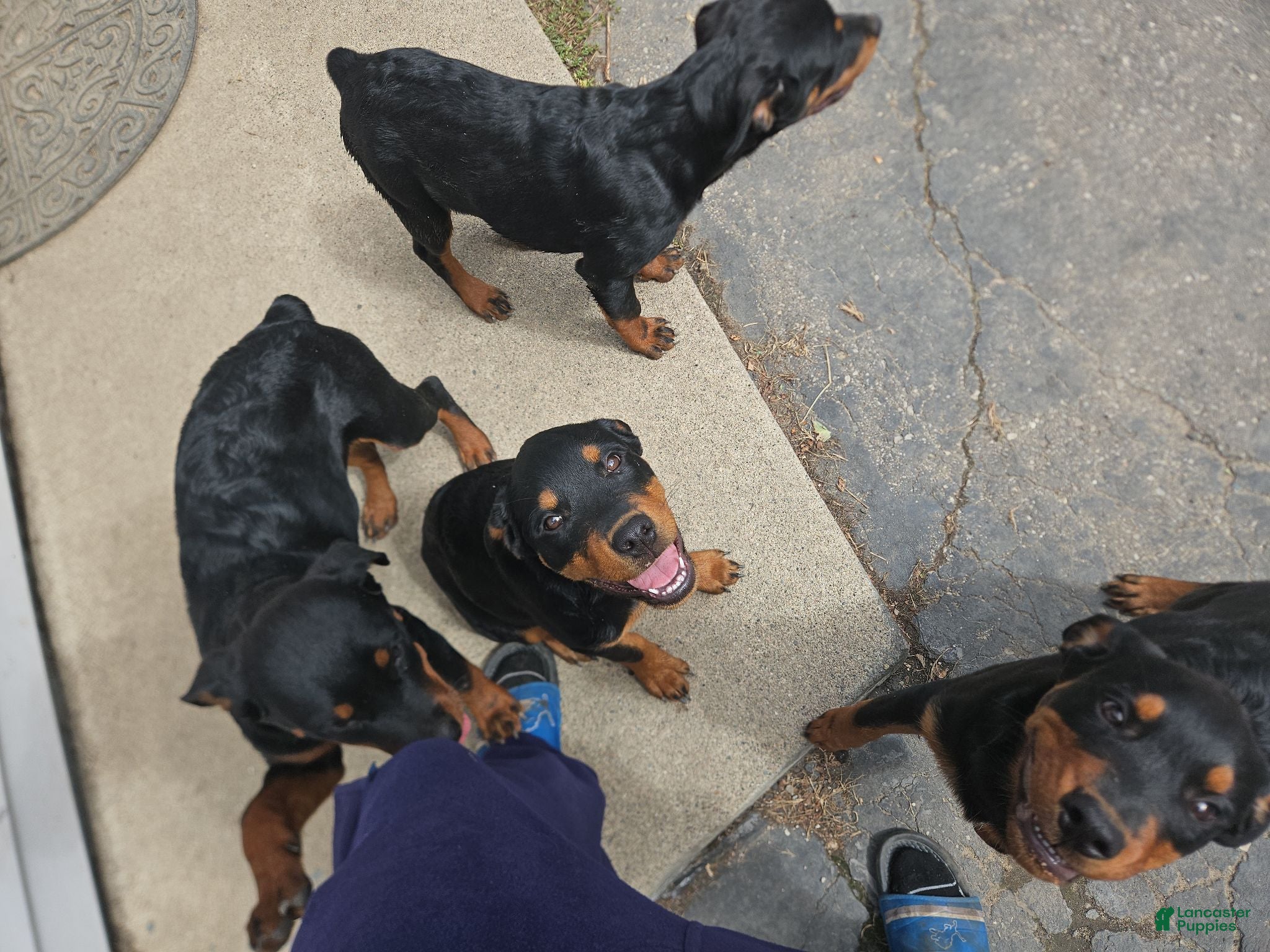 Rottweiler dogs Minnie - Ad 2