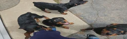 Rottweiler dogs for sale: Mina - Ad 3