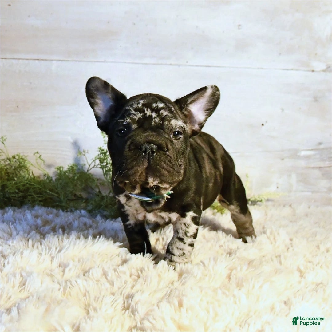 French Bulldog dogs for sale: Panda - Ad 5