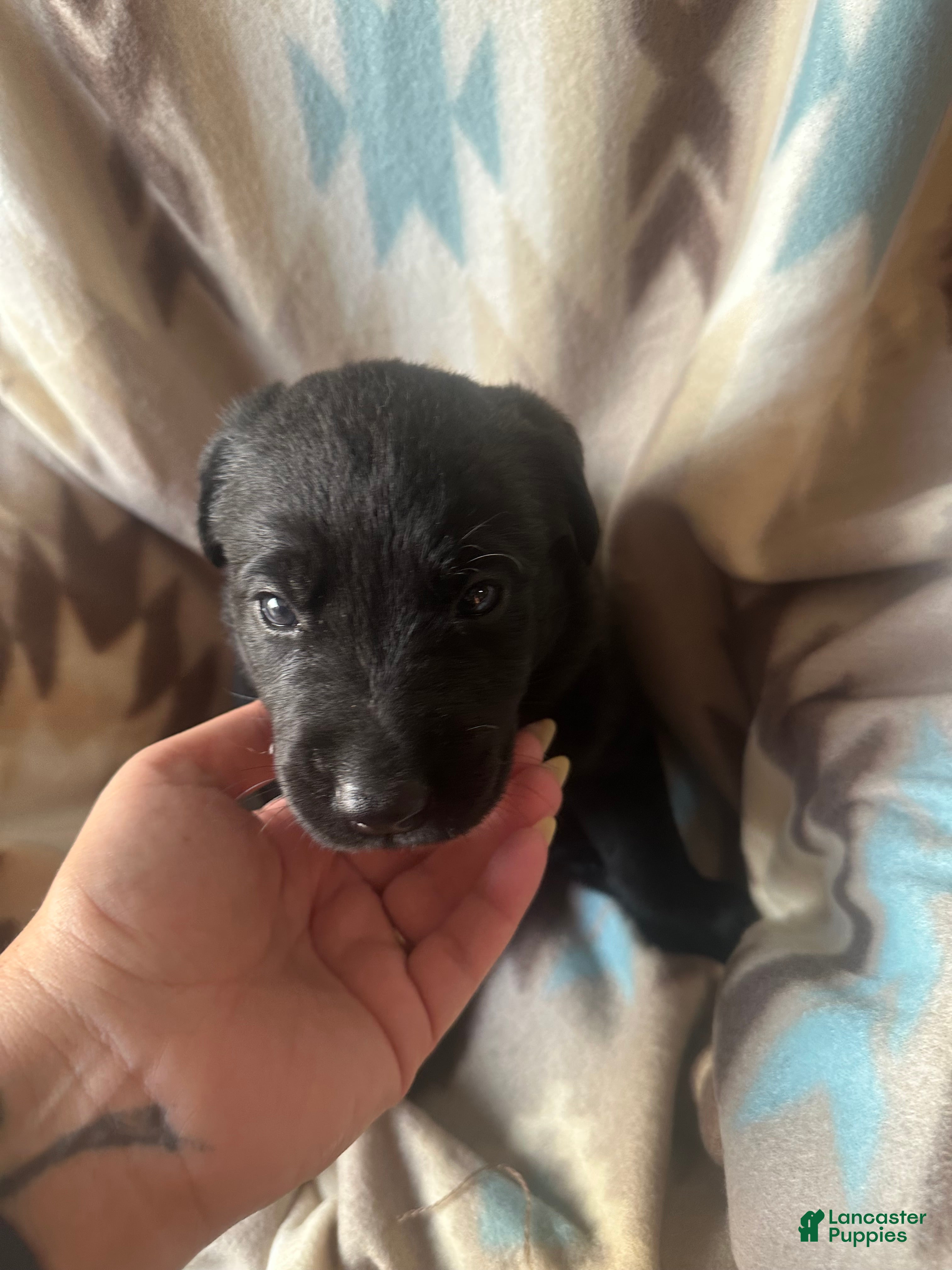 Labrador Retriever dogs Gunner  - Ad 10