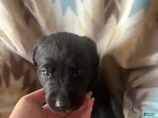 Labrador Retriever dogs Gunner - Ad 10