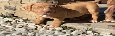 American Bully Puppy 2