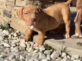 American Bully dogs American Bully Puppy 2 - Ad 35