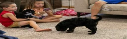Bernedoodle dogs for sale: Denali - Ready Now! - Ad 3