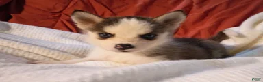 Pomsky Puppy 4