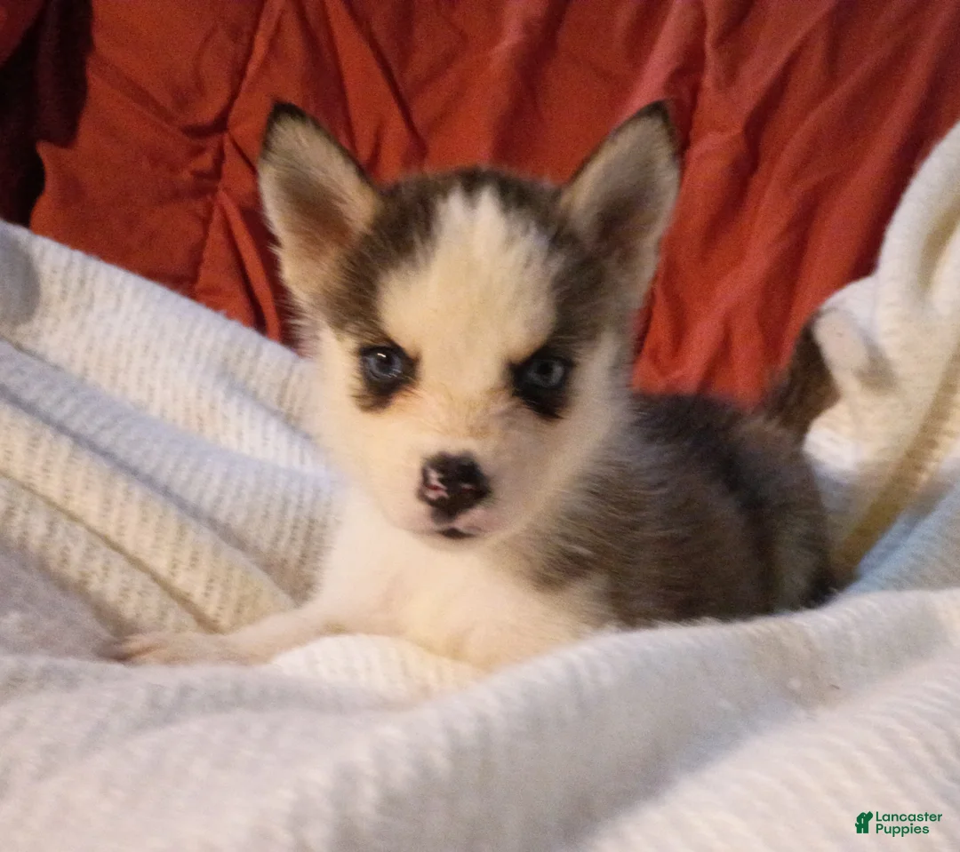 Pomsky dogs for sale: Pomsky Puppy 4 - Ad 1