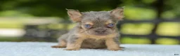 French Bulldog dogs for sale: Liam - Ad 6