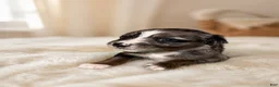 Mixed Breed dogs for sale: Hazel - Ad 9