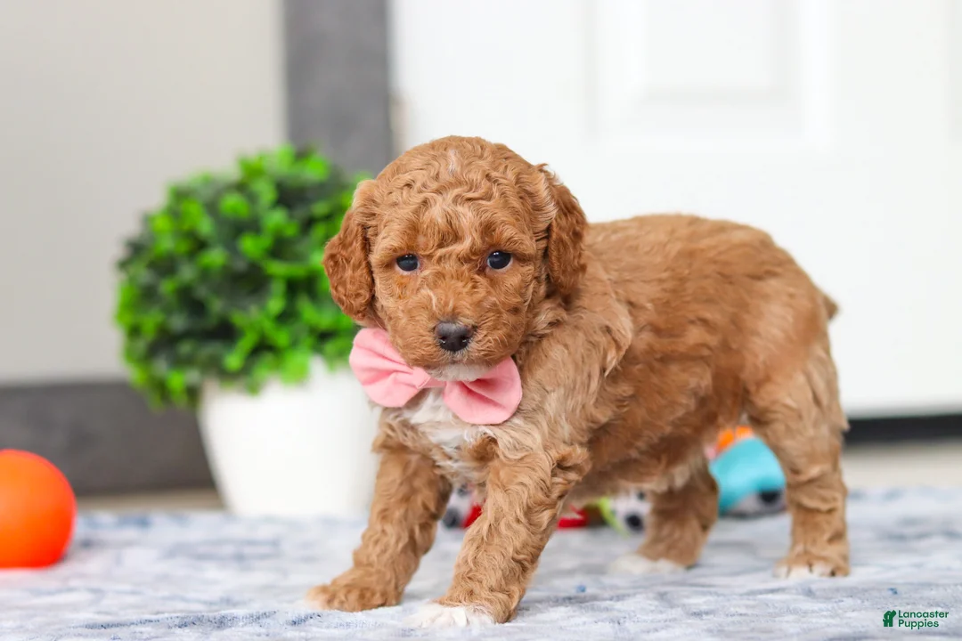 Mini Goldendoodle dogs for sale: Mia - Ad 6