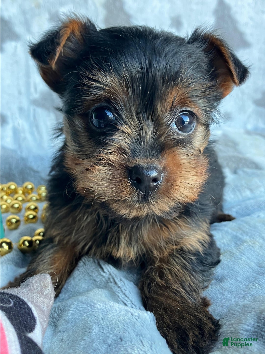 Yorkshire Terrier dogs for sale: Sophie - Ad 2