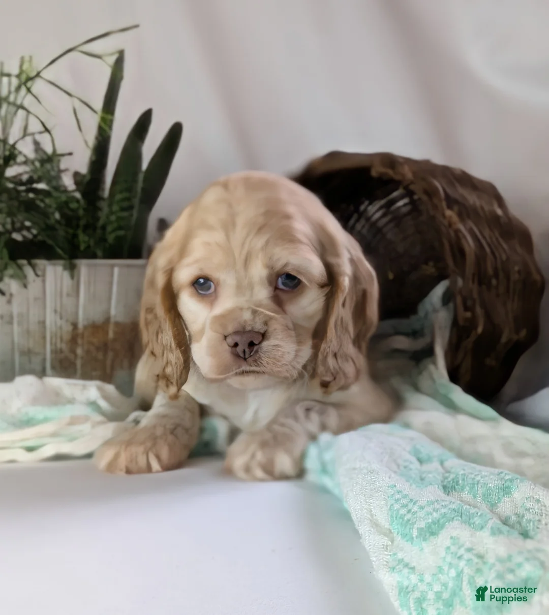 Cocker Spaniel dogs for sale: Zen - Ad 9