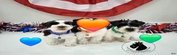 Miniature Schnauzer dogs for sale: Maverick black parti  - Ad 6
