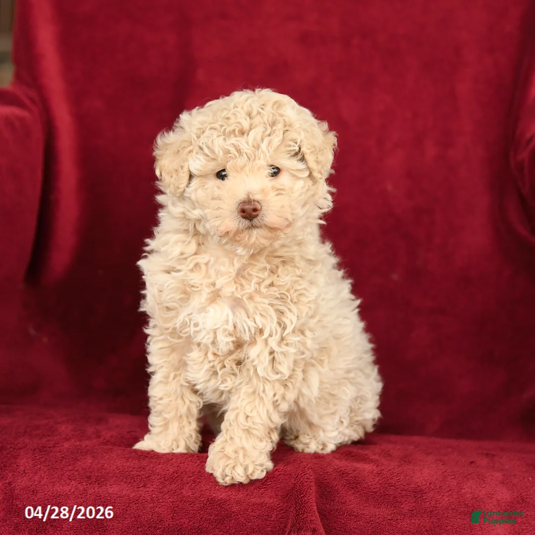 Toy Poodle dogs for sale: Angel - Ad 1