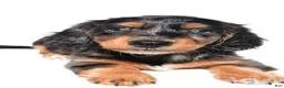 Dachshund dogs for sale: Molly - Ad 3