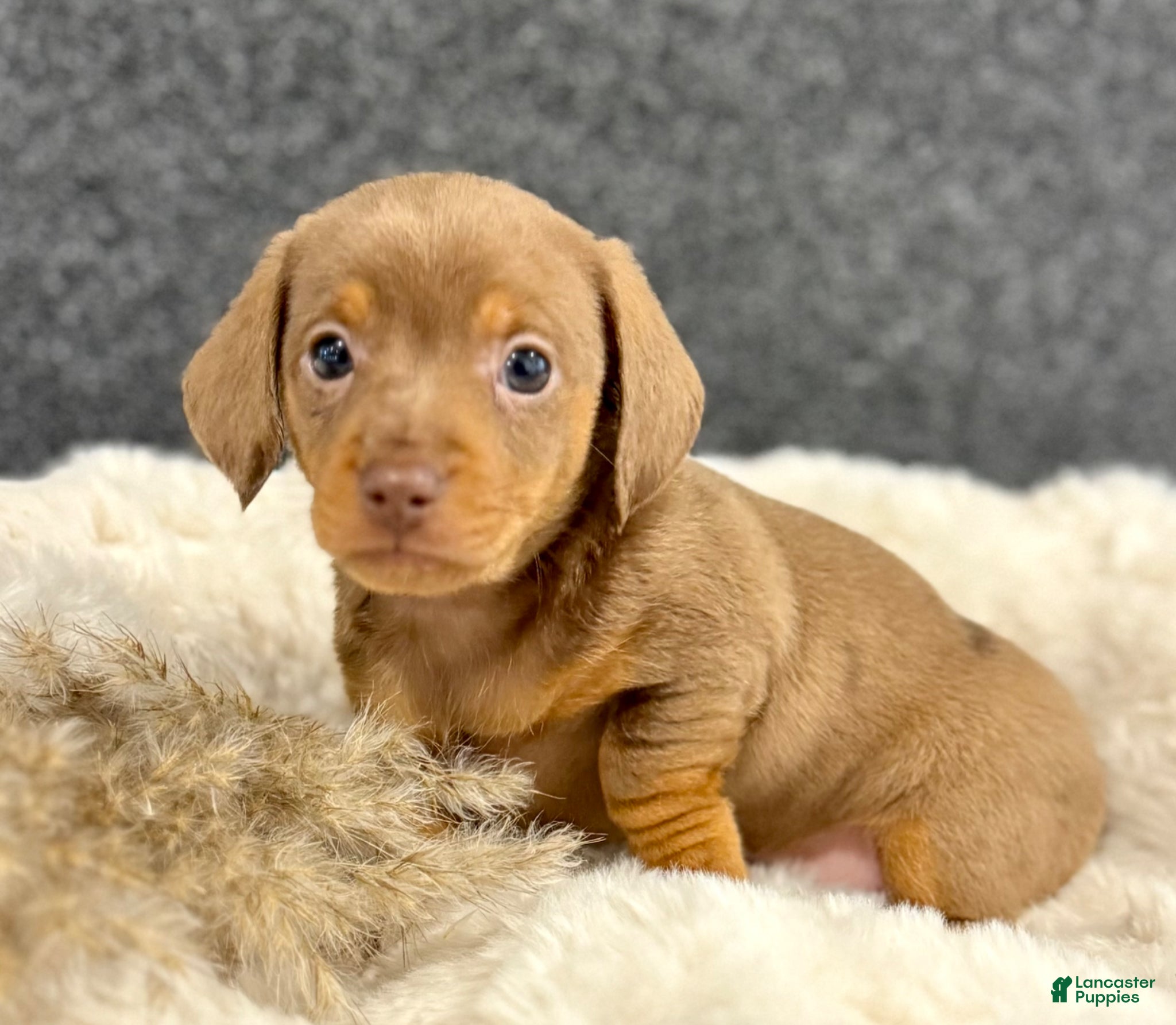 Miniature Dachshund dogs for sale: Milly - Ad 2