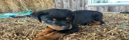 Rottweiler dogs for sale: Midge - Ad 2