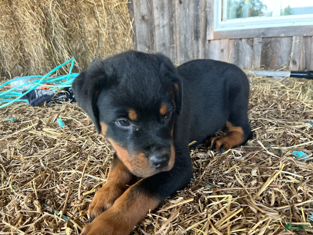 Rottweiler dogs for sale: Midge - Ad 2