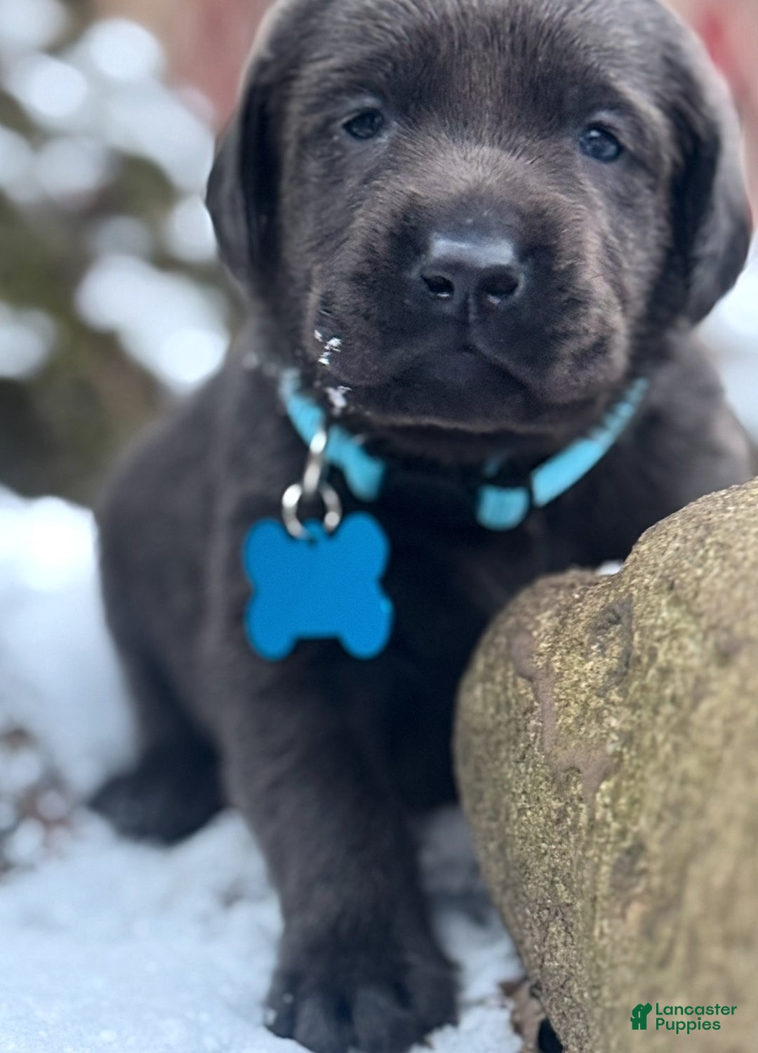 Labrador Retriever dogs for sale: Labrador Retriever Puppy 1 - Ad 11