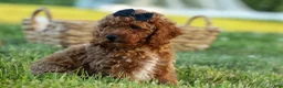 Miniature Poodle dogs for sale:  Thor🐾💙 - Ad 3