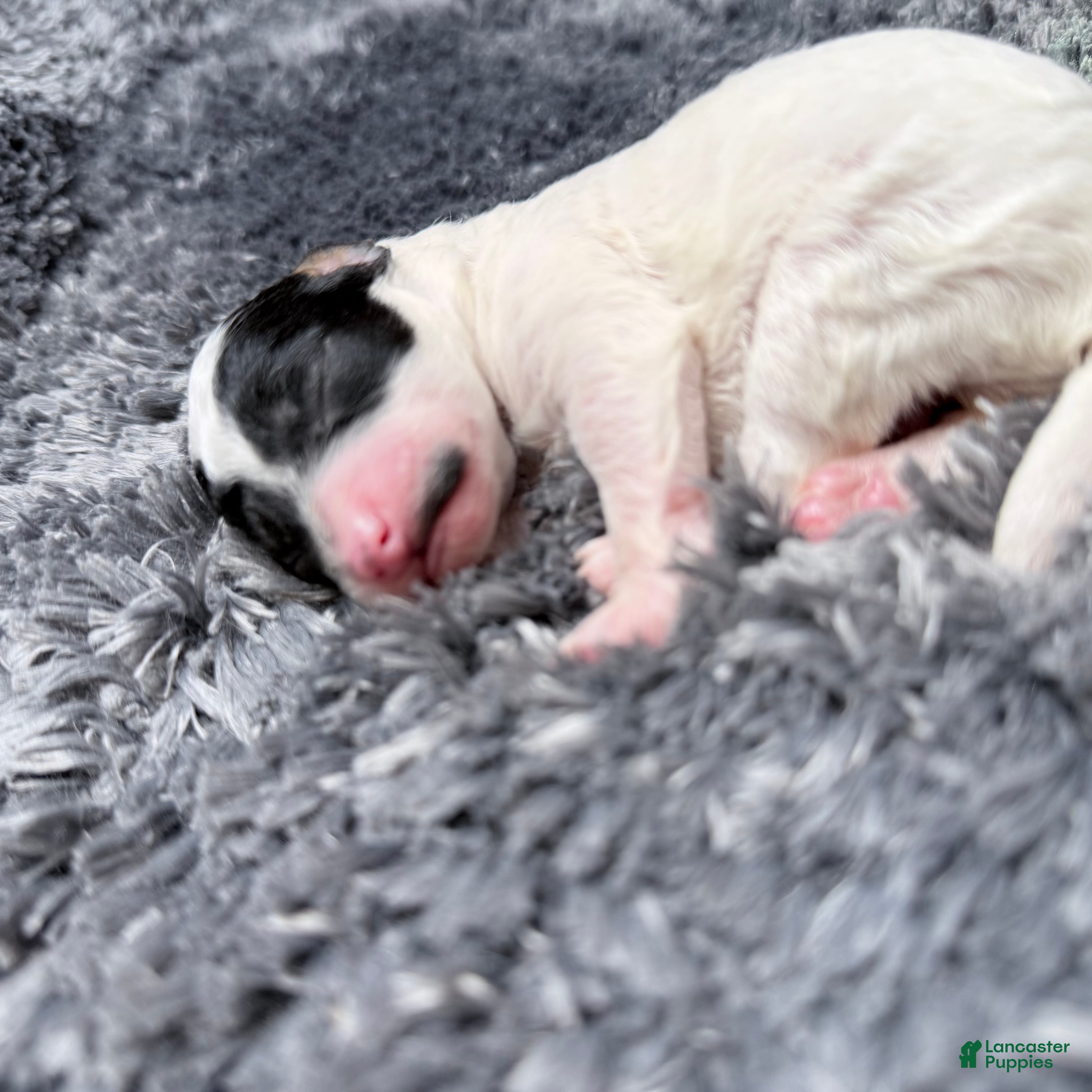 Miniature Poodle dogs Mr . Mustache  - Ad 16