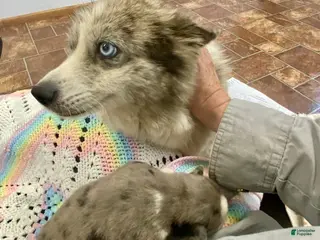 Pomsky dogs Will - Ad 32