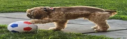 Cocker Spaniel dogs for stud: Standing at STUD - Ad 3