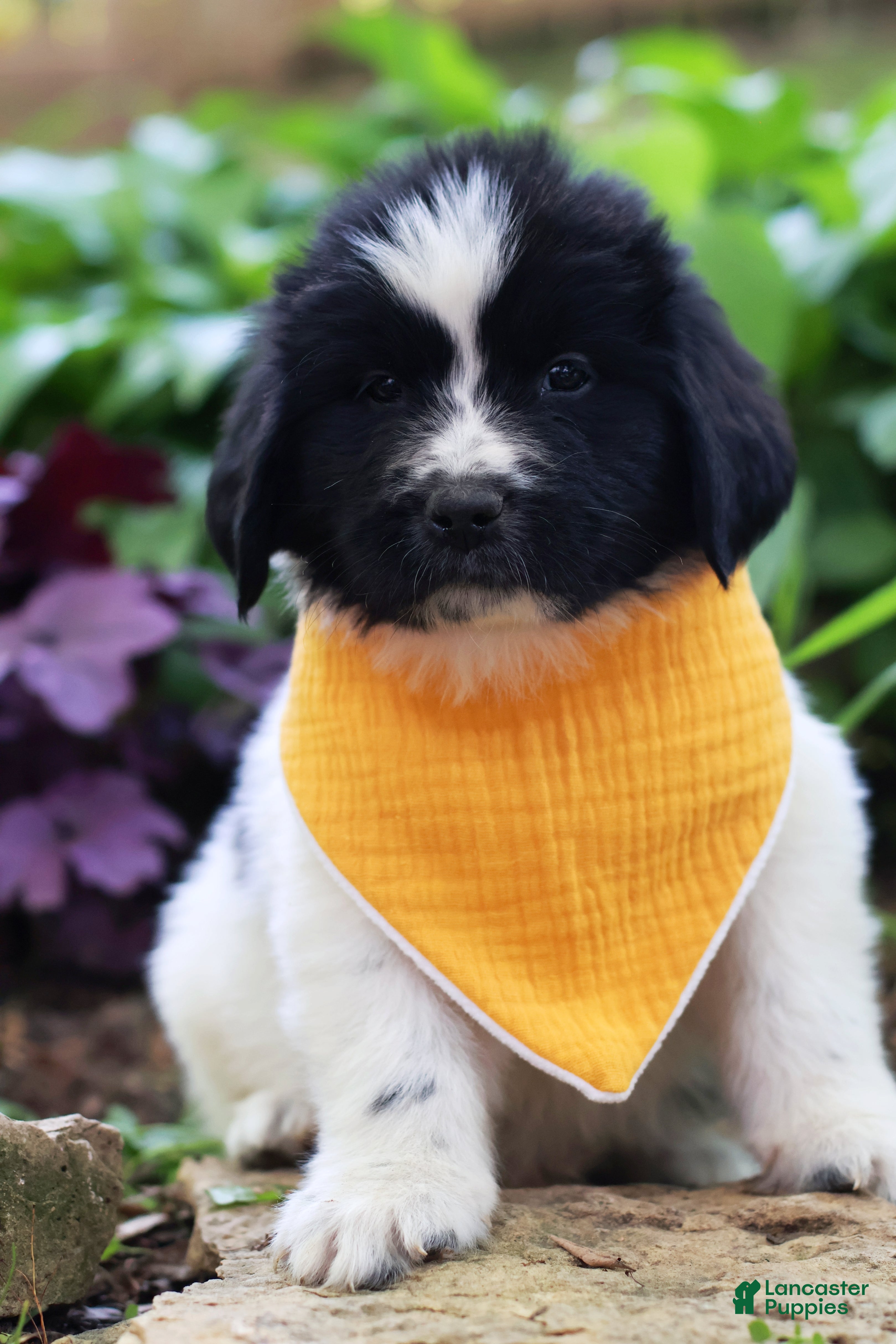 Newfoundland dogs Boo - Ad 2