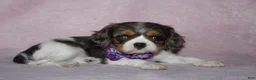 Cavalier King Charles Spaniel dogs for sale: EVEREST - Ad 3
