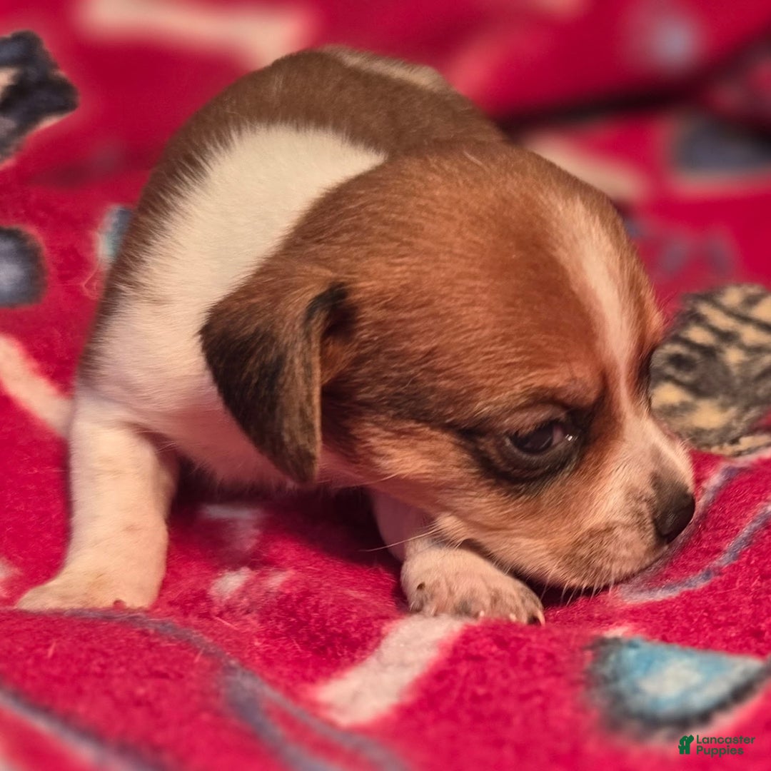 Beagle dogs for sale: Luke Queen Elizabeth Pocket Beagle - Ad 5