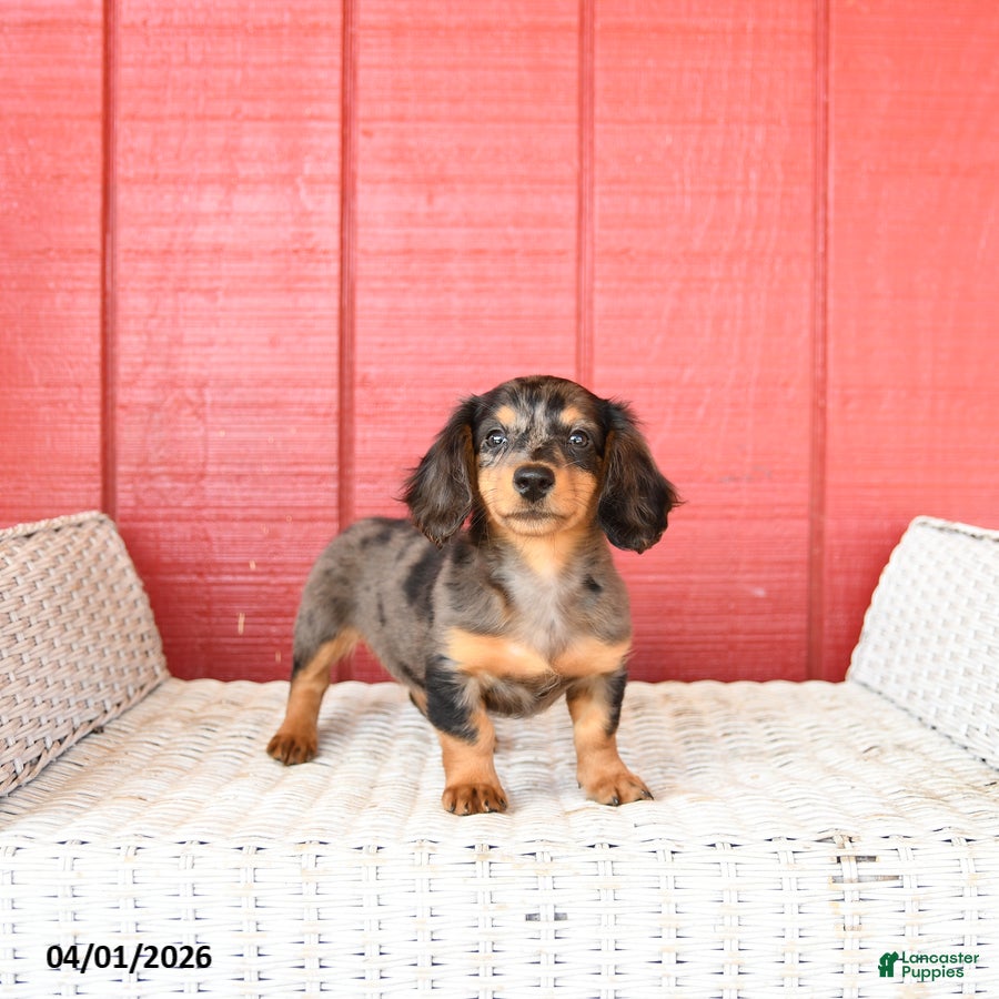 Miniature Dachshund dogs Trixie - Ad 2