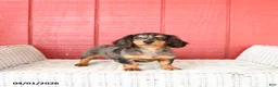 Miniature Dachshund dogs for sale: Trixie - Ad 2