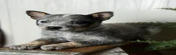 Australian Cattle Dog dogs for sale: Australian Cattle Dog Puppy 1 - Ad 3
